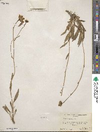 Platyschkuhria integrifolia image