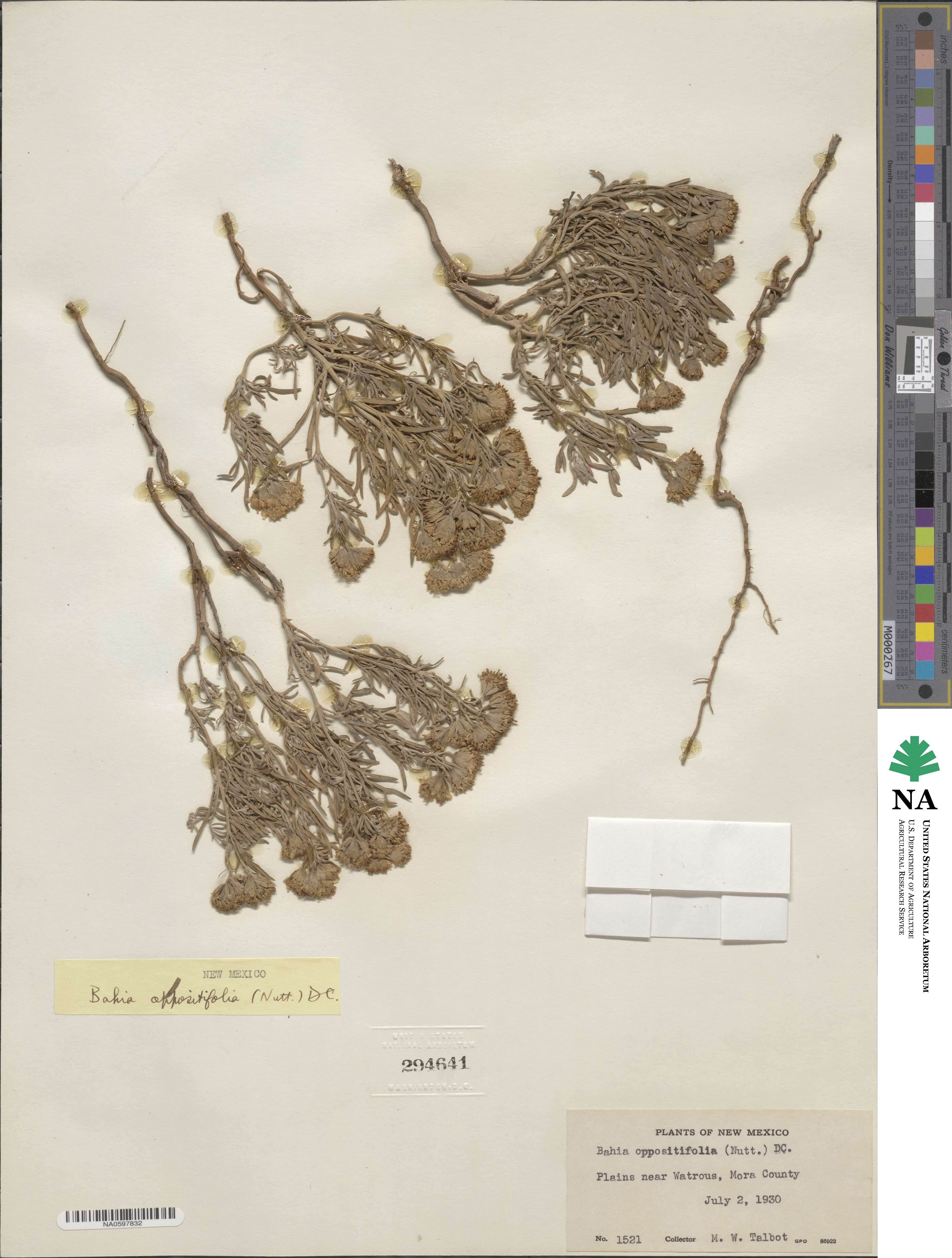 Picradeniopsis oppositifolia image