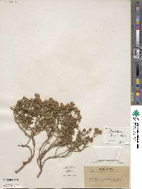 Picradeniopsis woodhousei image