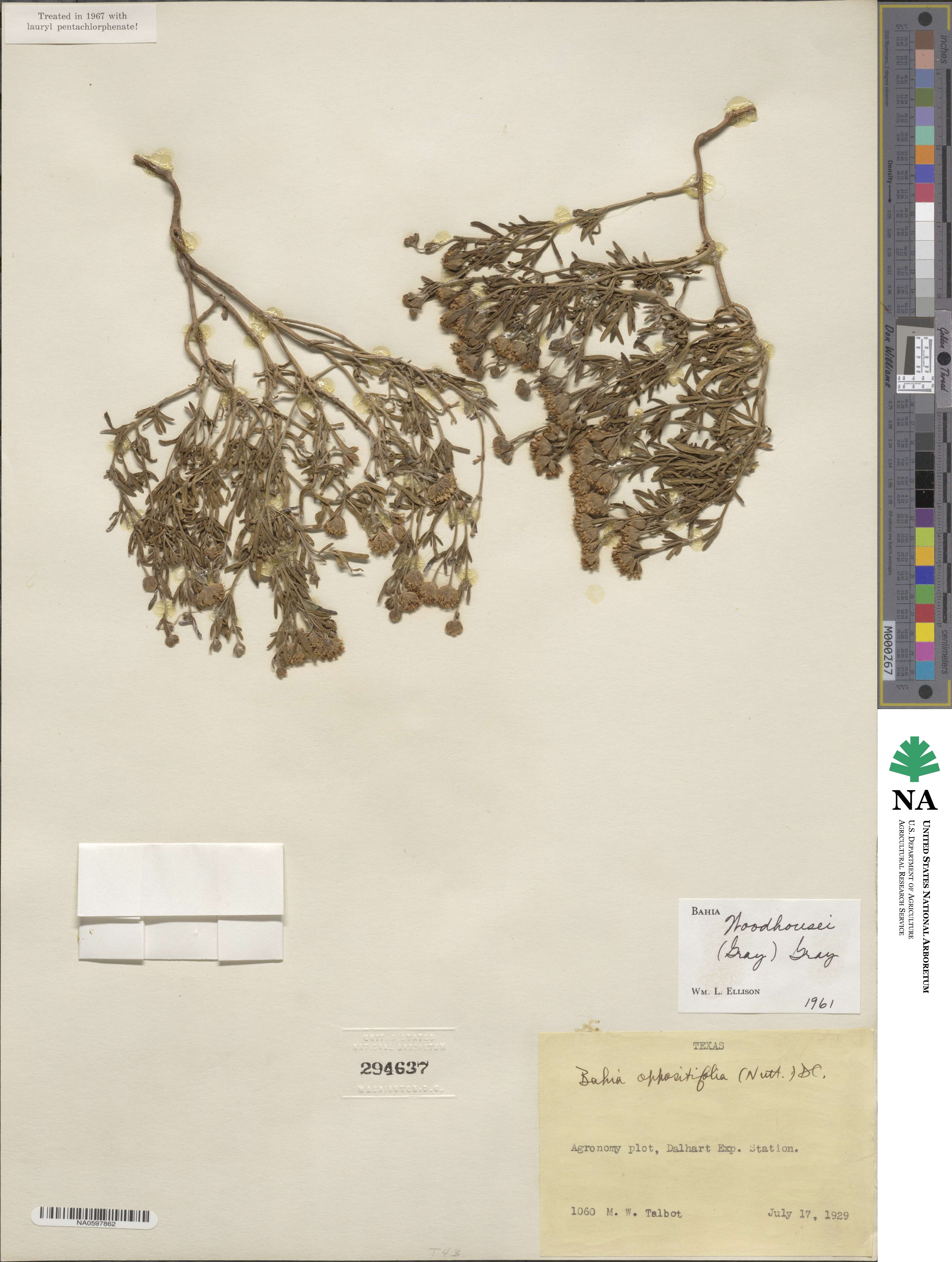 Picradeniopsis woodhousei image