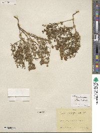 Picradeniopsis woodhousei image