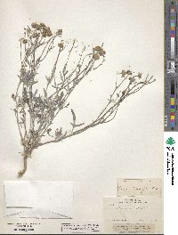 Picradeniopsis absinthifolia image