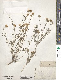 Picradeniopsis absinthifolia image