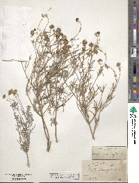 Picradeniopsis absinthifolia image