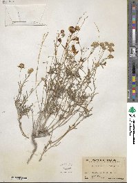 Picradeniopsis absinthifolia image