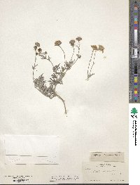 Picradeniopsis absinthifolia image