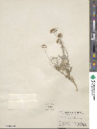 Picradeniopsis absinthifolia image