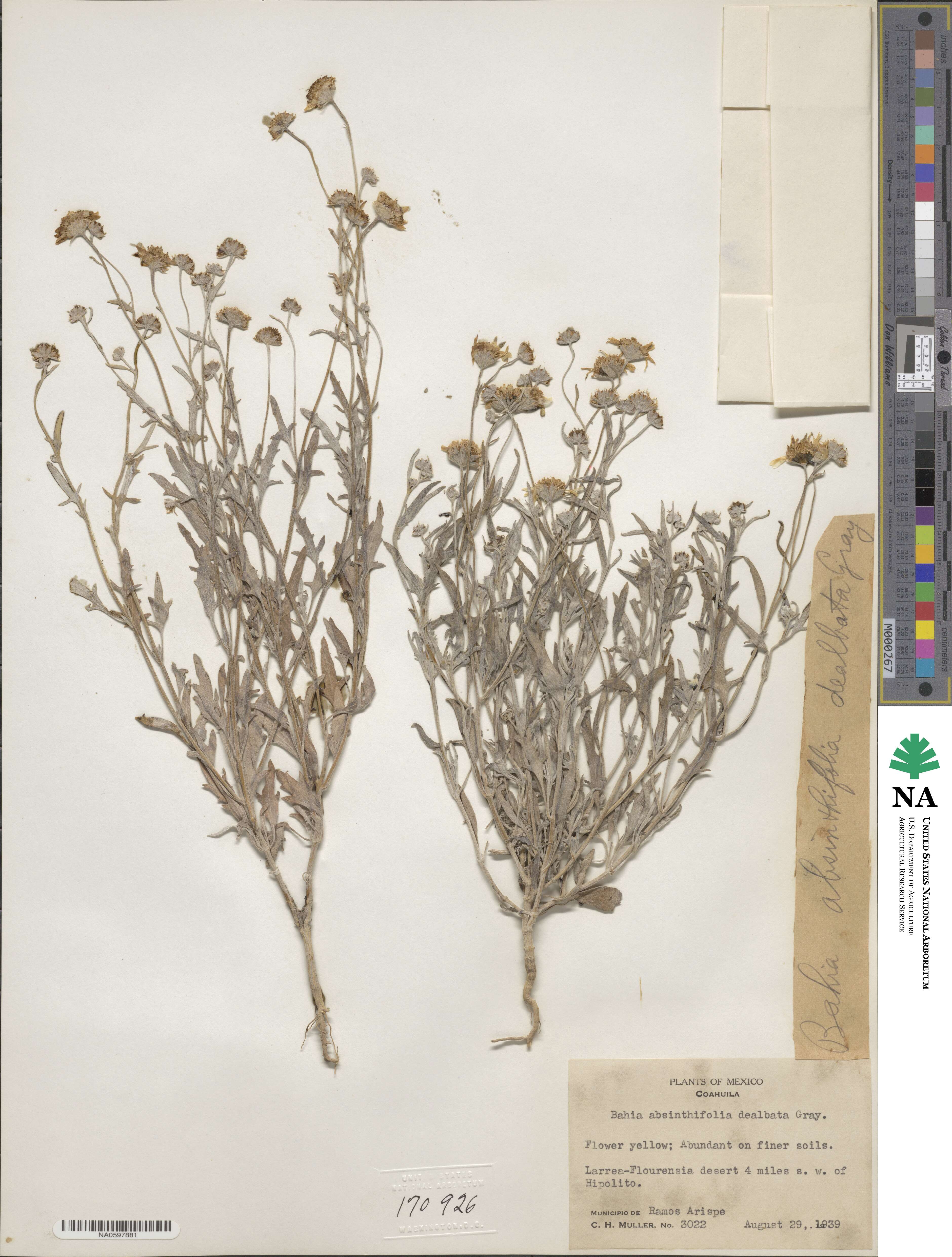 Picradeniopsis absinthifolia image