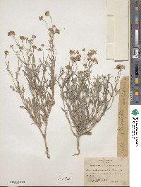 Picradeniopsis absinthifolia image