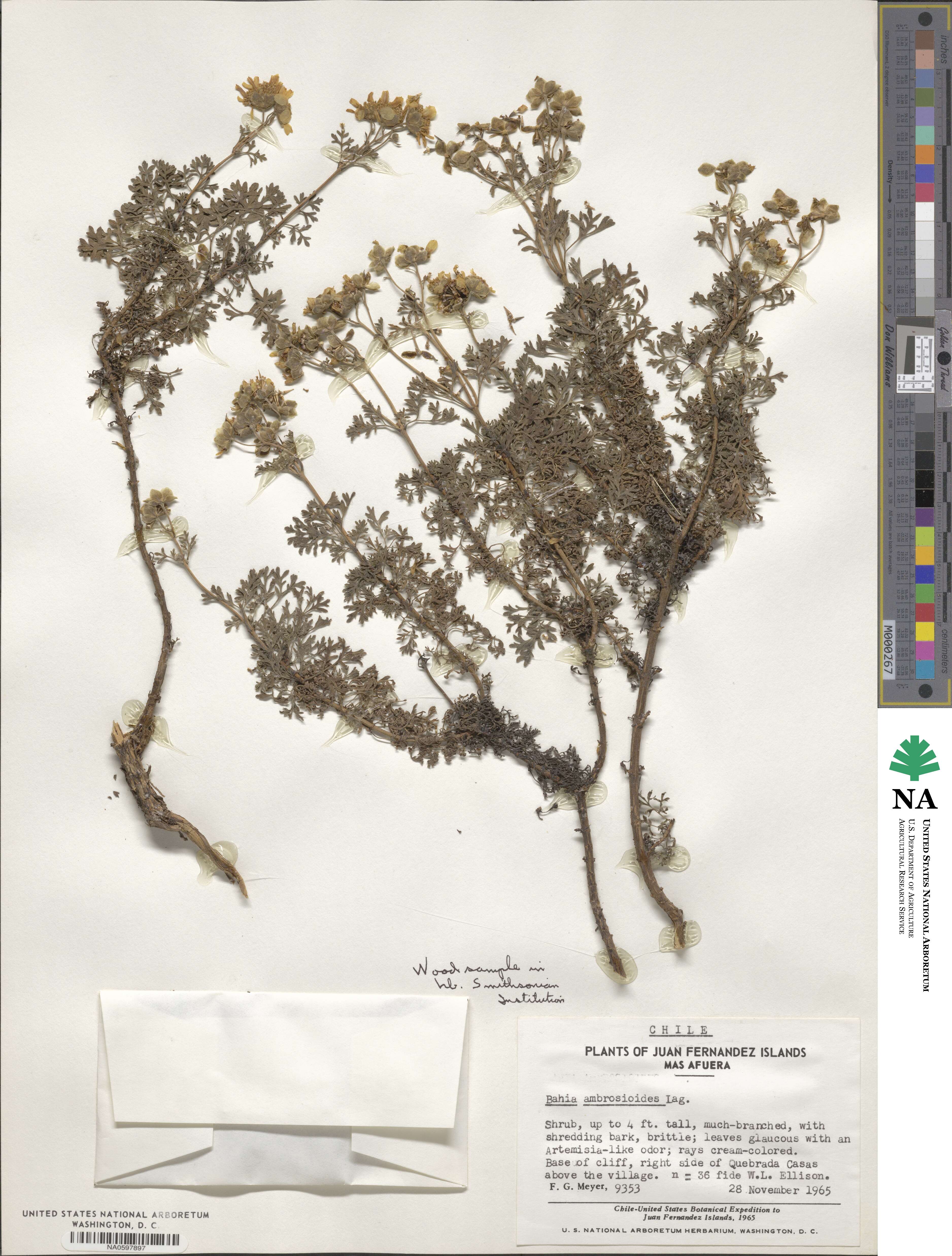 Bahia ambrosioides image