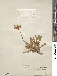 Tetraneuris acaulis image