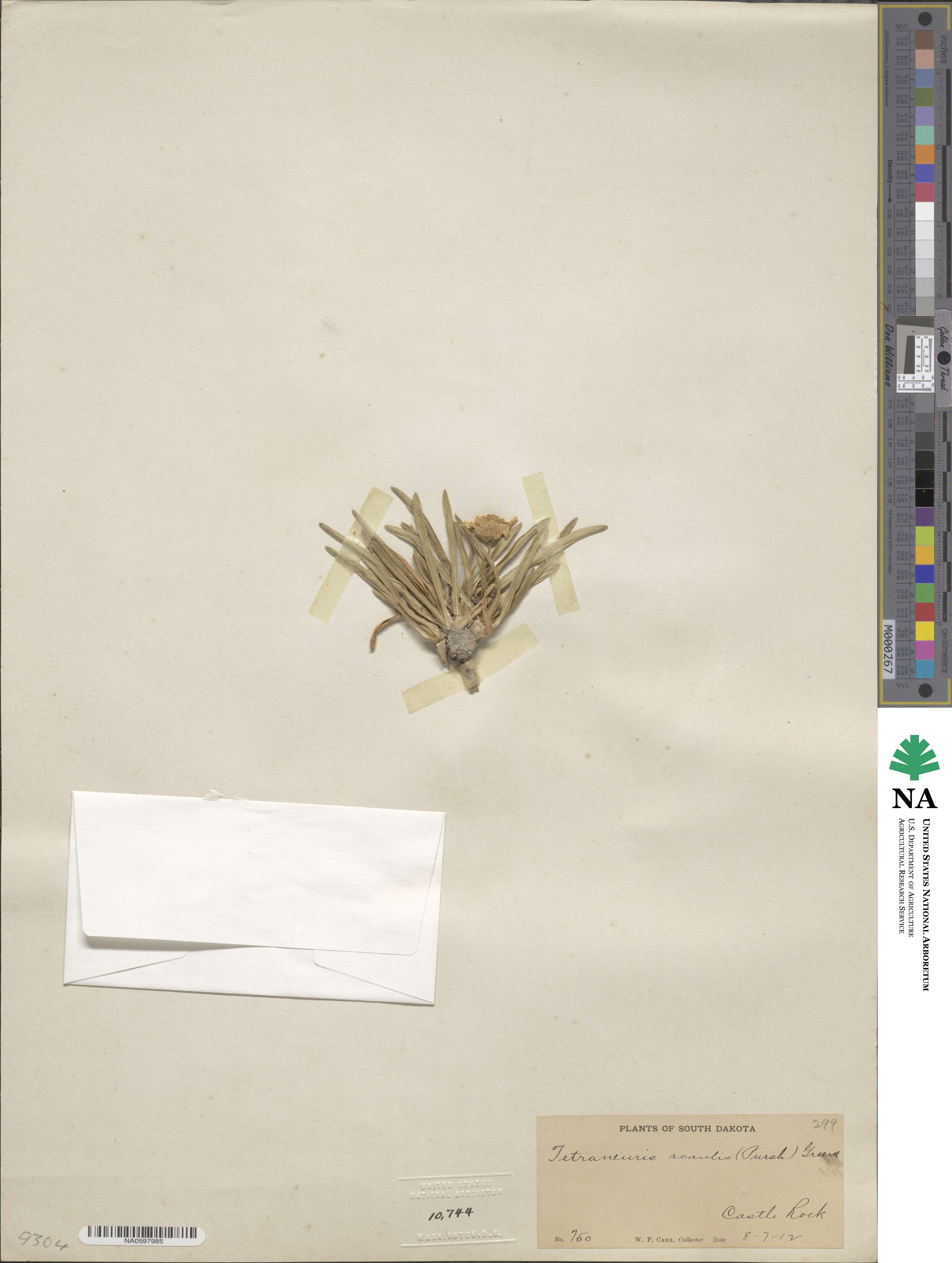 Tetraneuris acaulis image