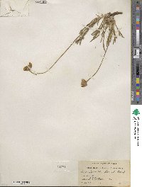 Tetraneuris acaulis var. arizonica image