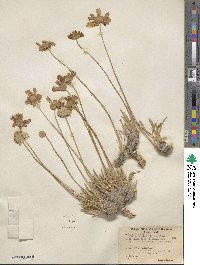 Tetraneuris acaulis var. arizonica image