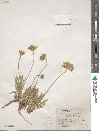 Tetraneuris acaulis var. arizonica image