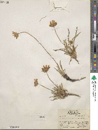 Tetraneuris acaulis var. arizonica image