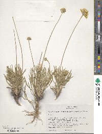 Tetraneuris acaulis var. arizonica image