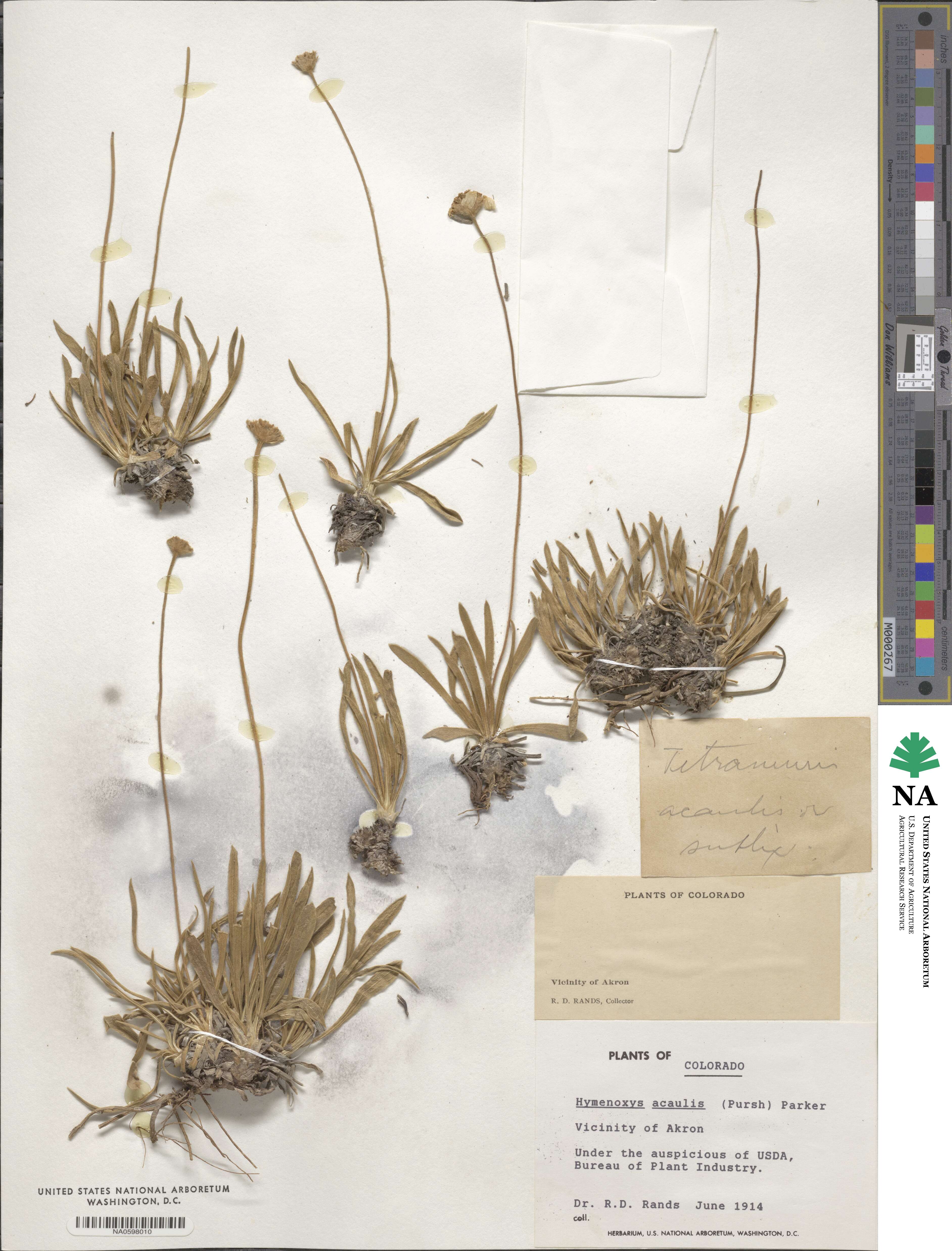 Tetraneuris acaulis image