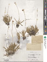 Tetraneuris acaulis var. arizonica image