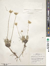 Tetraneuris acaulis var. arizonica image