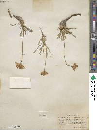 Tetraneuris acaulis var. arizonica image