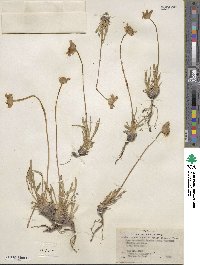 Tetraneuris acaulis image