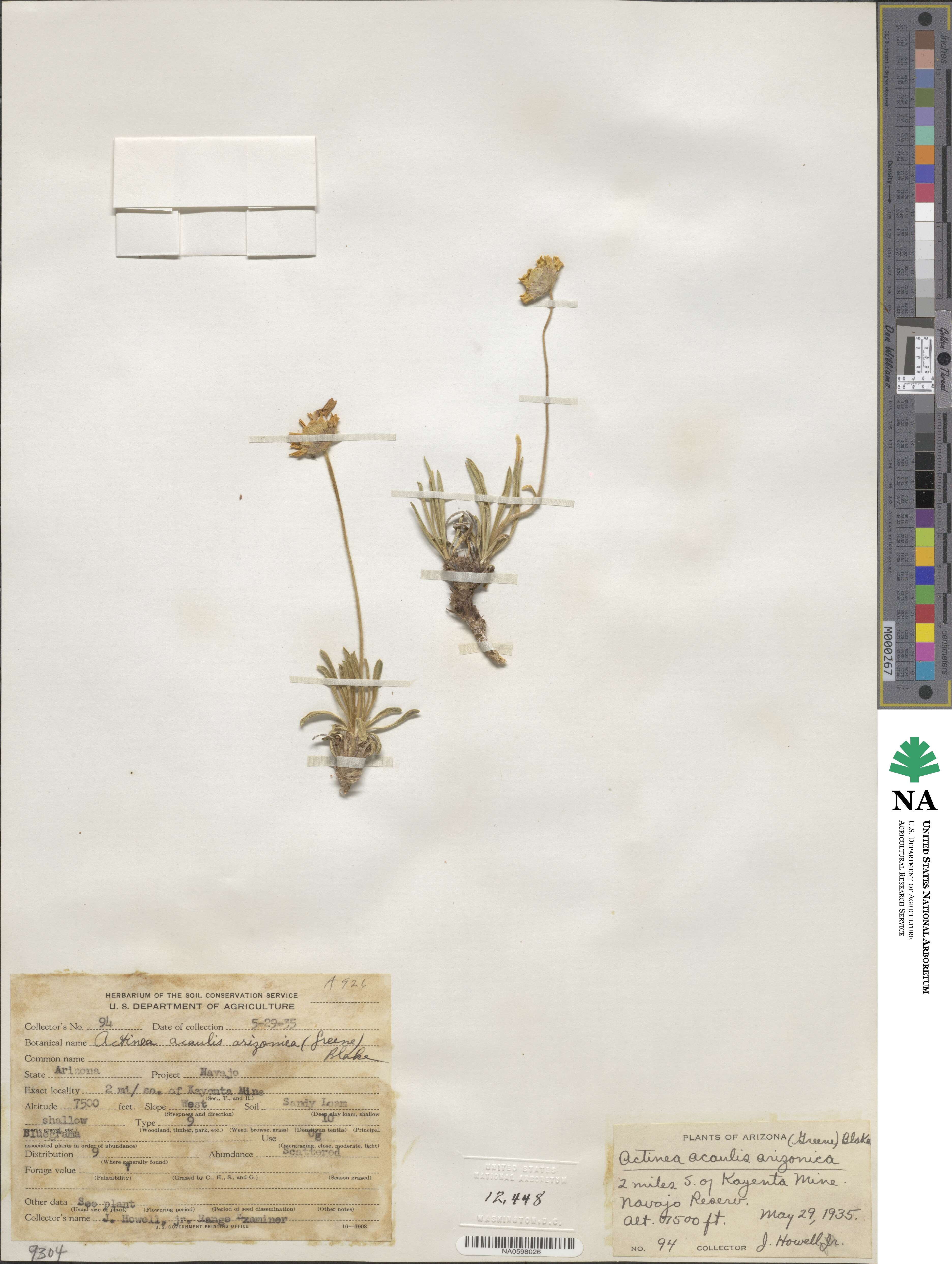Tetraneuris acaulis image