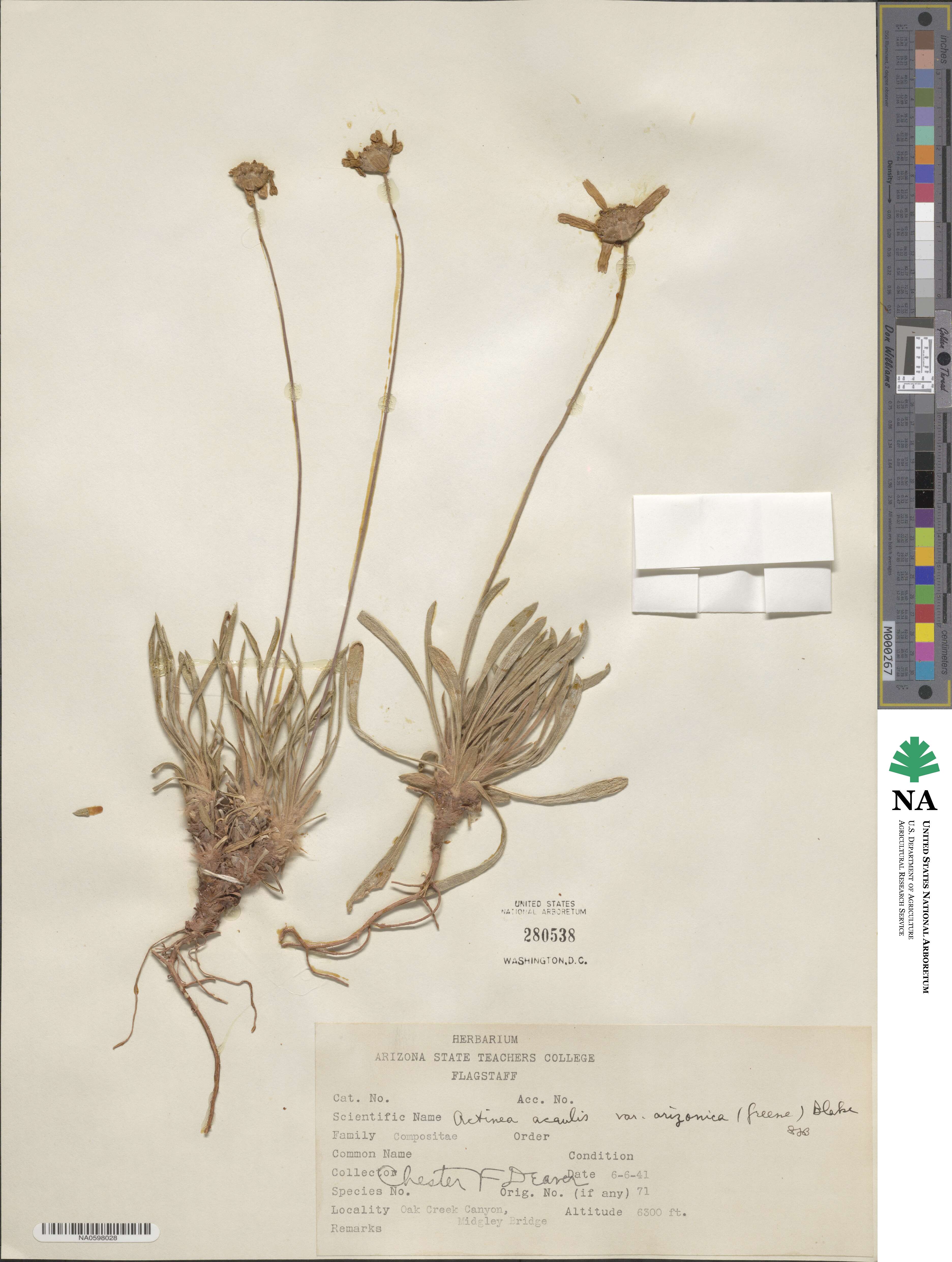 Tetraneuris acaulis image