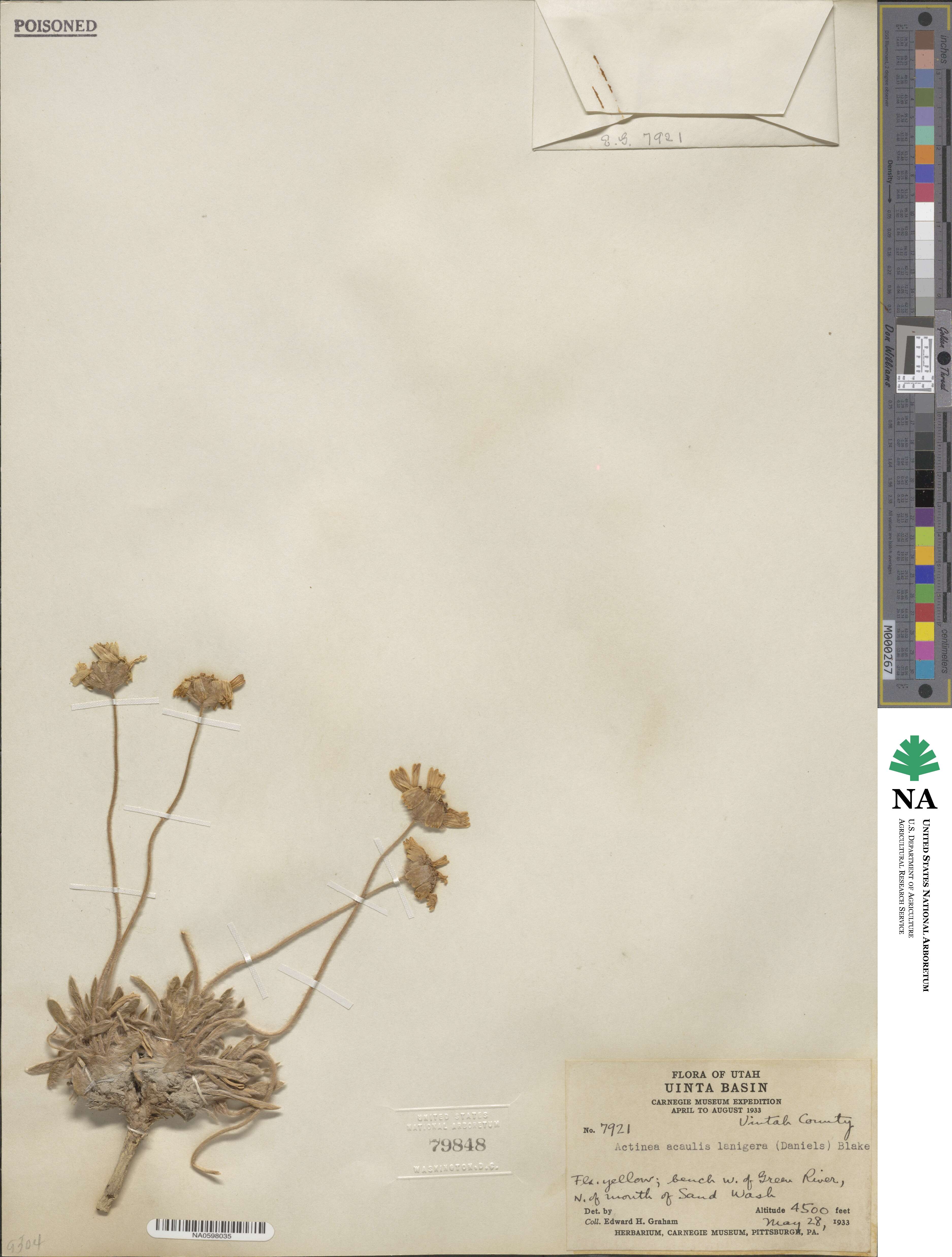 Tetraneuris acaulis image