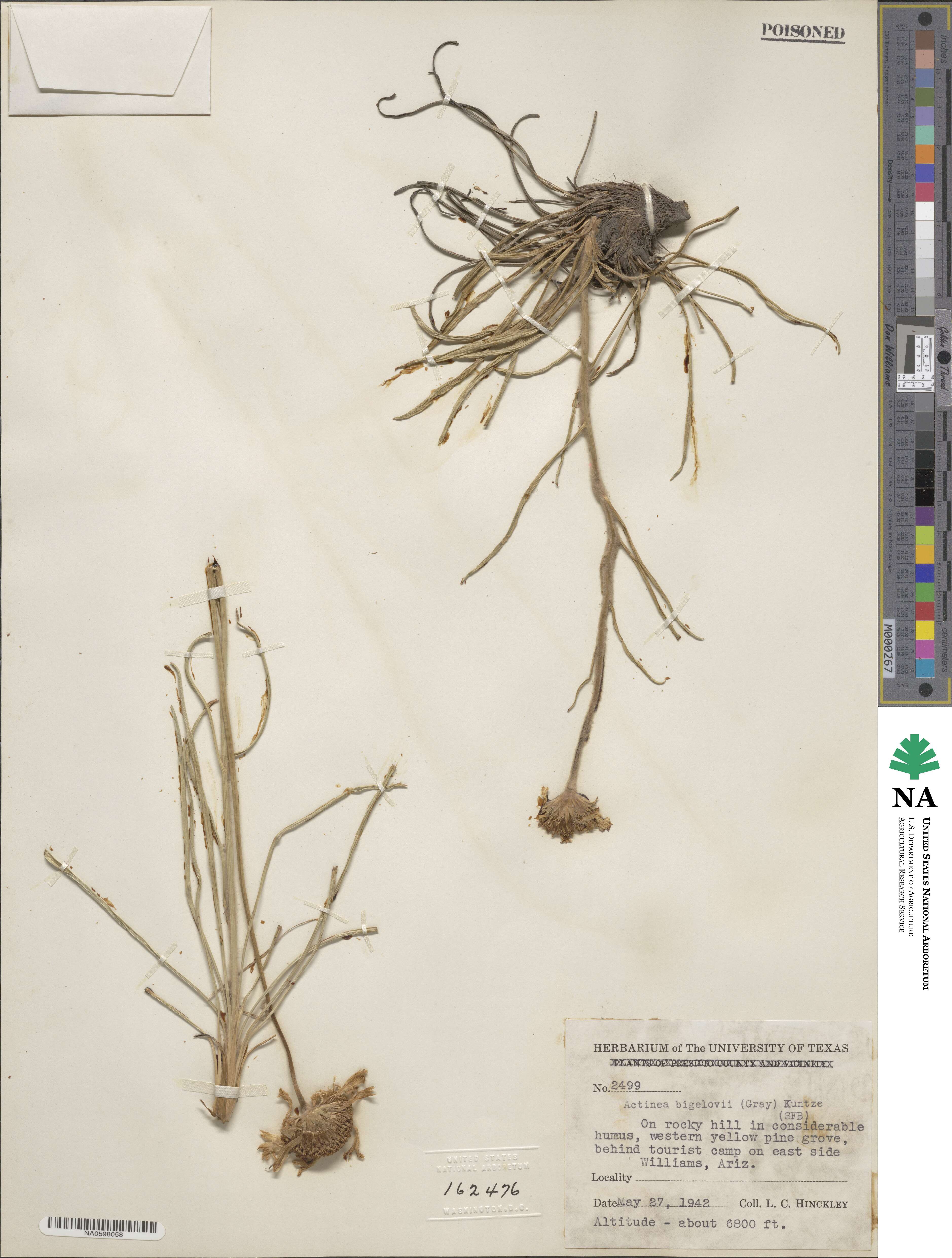 Hymenoxys bigelovii image