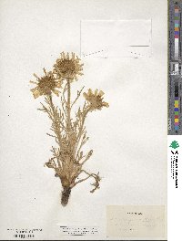 Hymenoxys grandiflora image