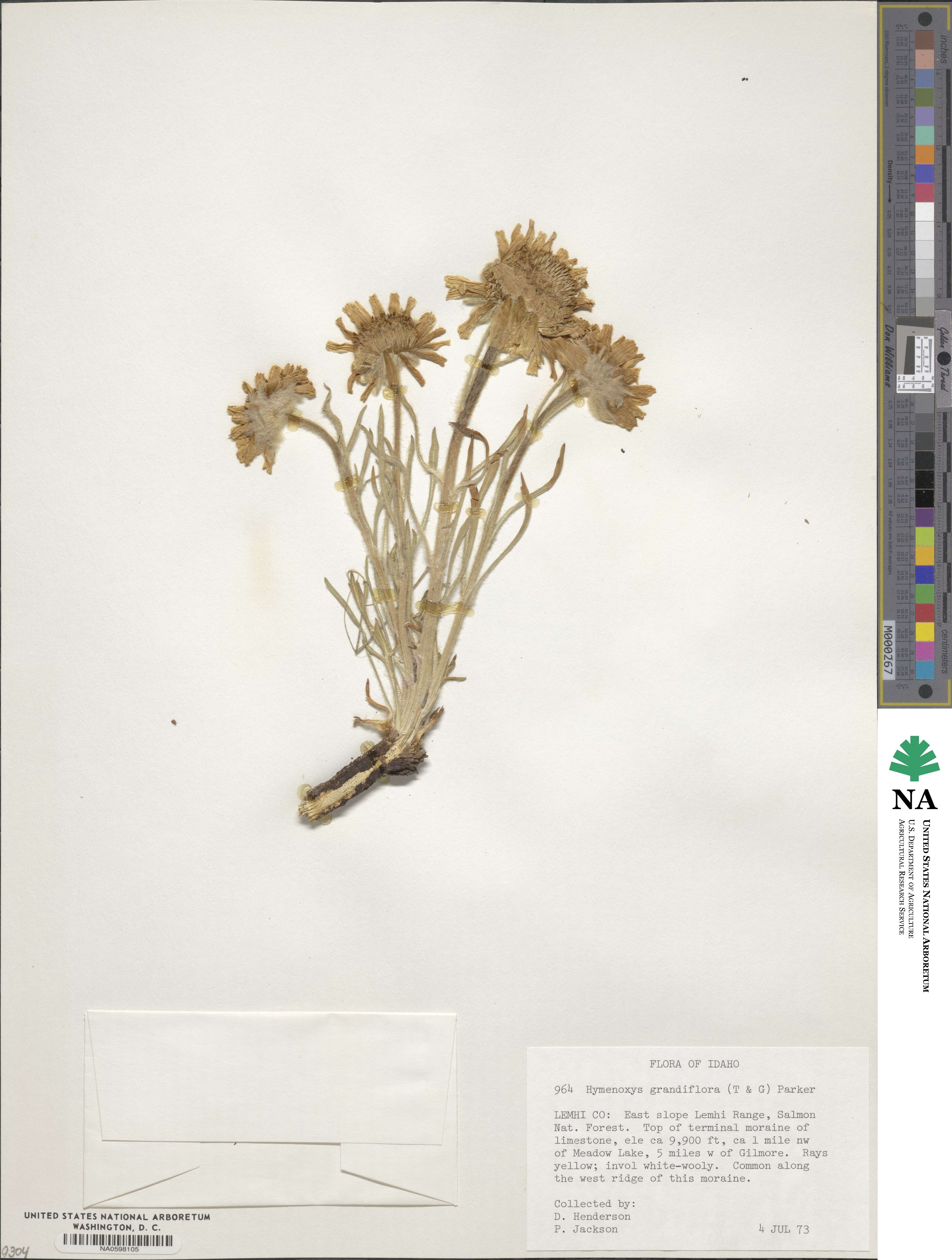 Hymenoxys grandiflora image