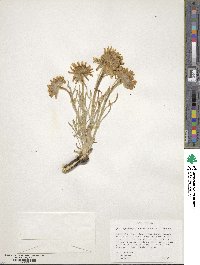 Hymenoxys grandiflora image