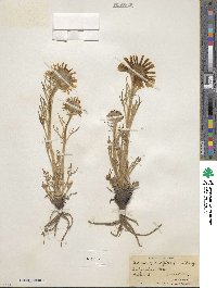 Hymenoxys grandiflora image