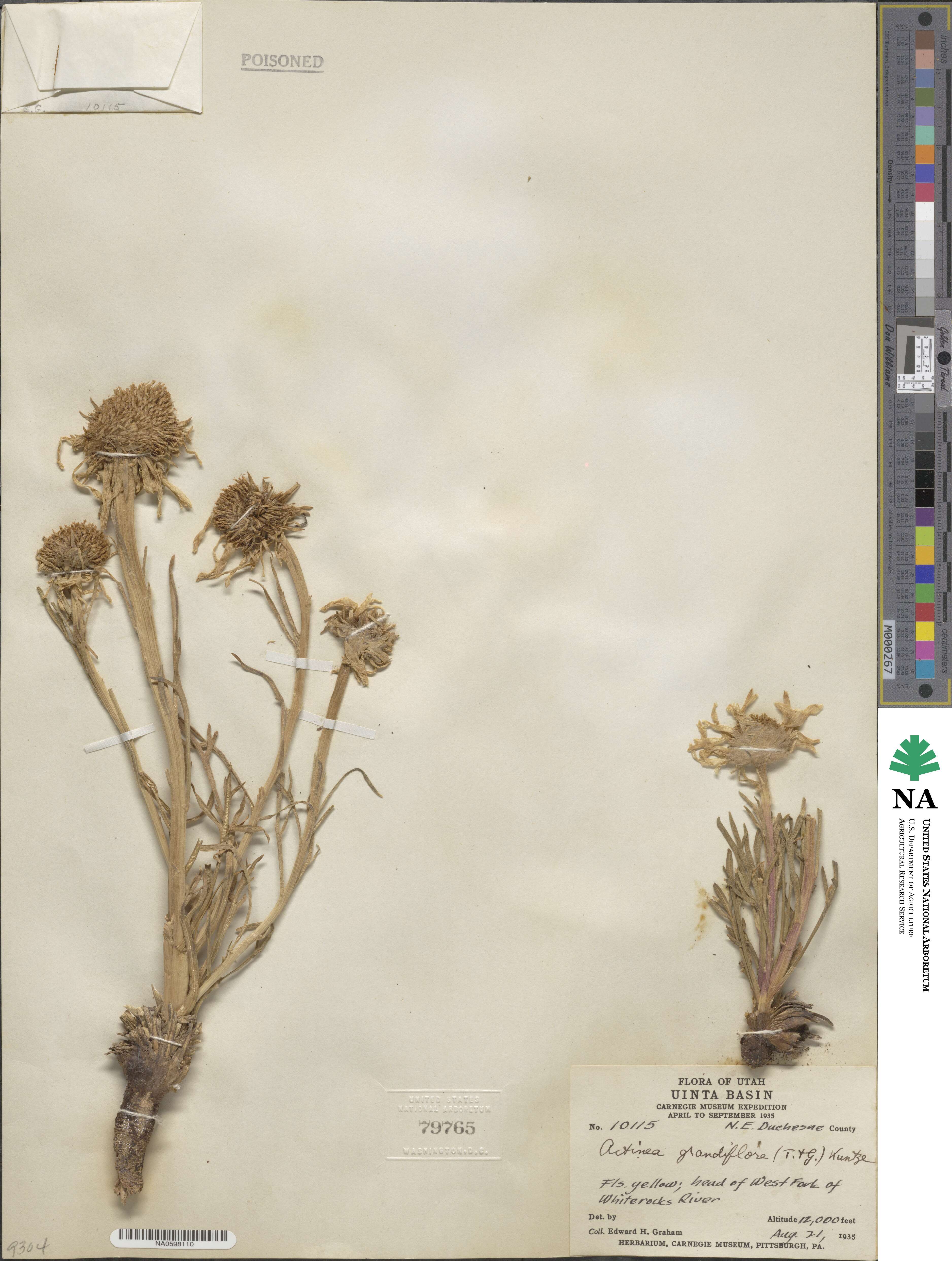 Hymenoxys grandiflora image