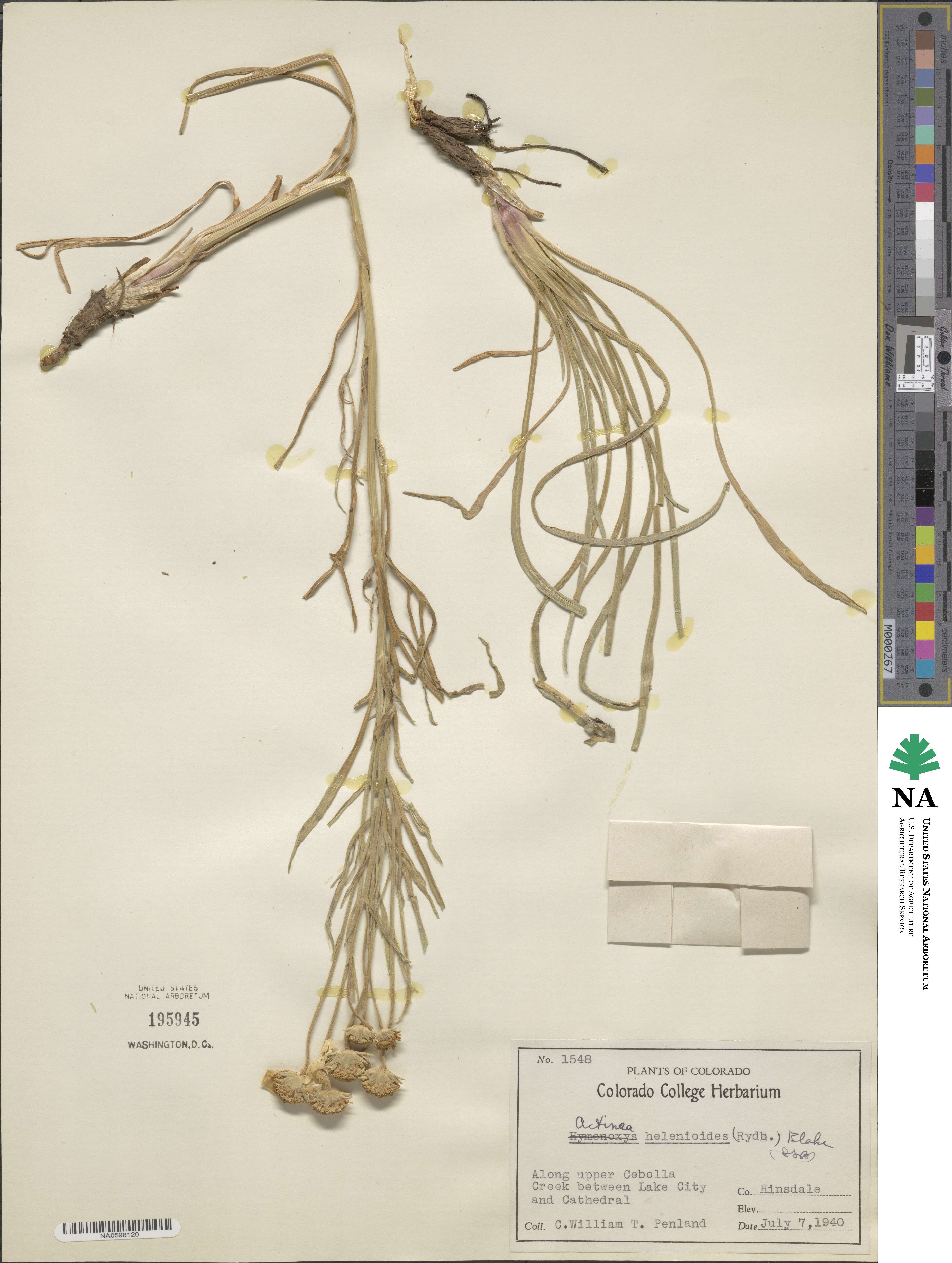 Hymenoxys helenioides image