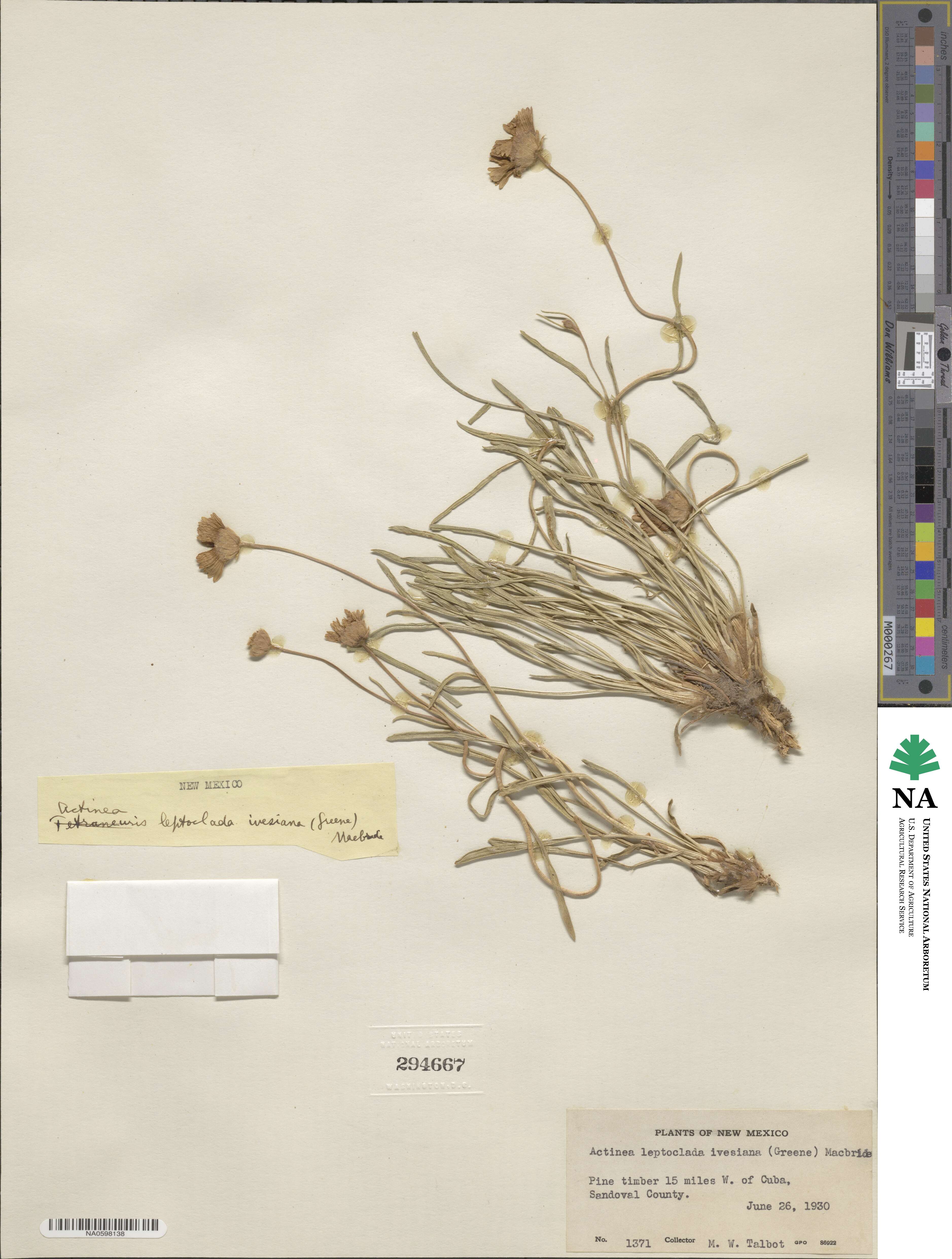 Tetraneuris ivesiana image