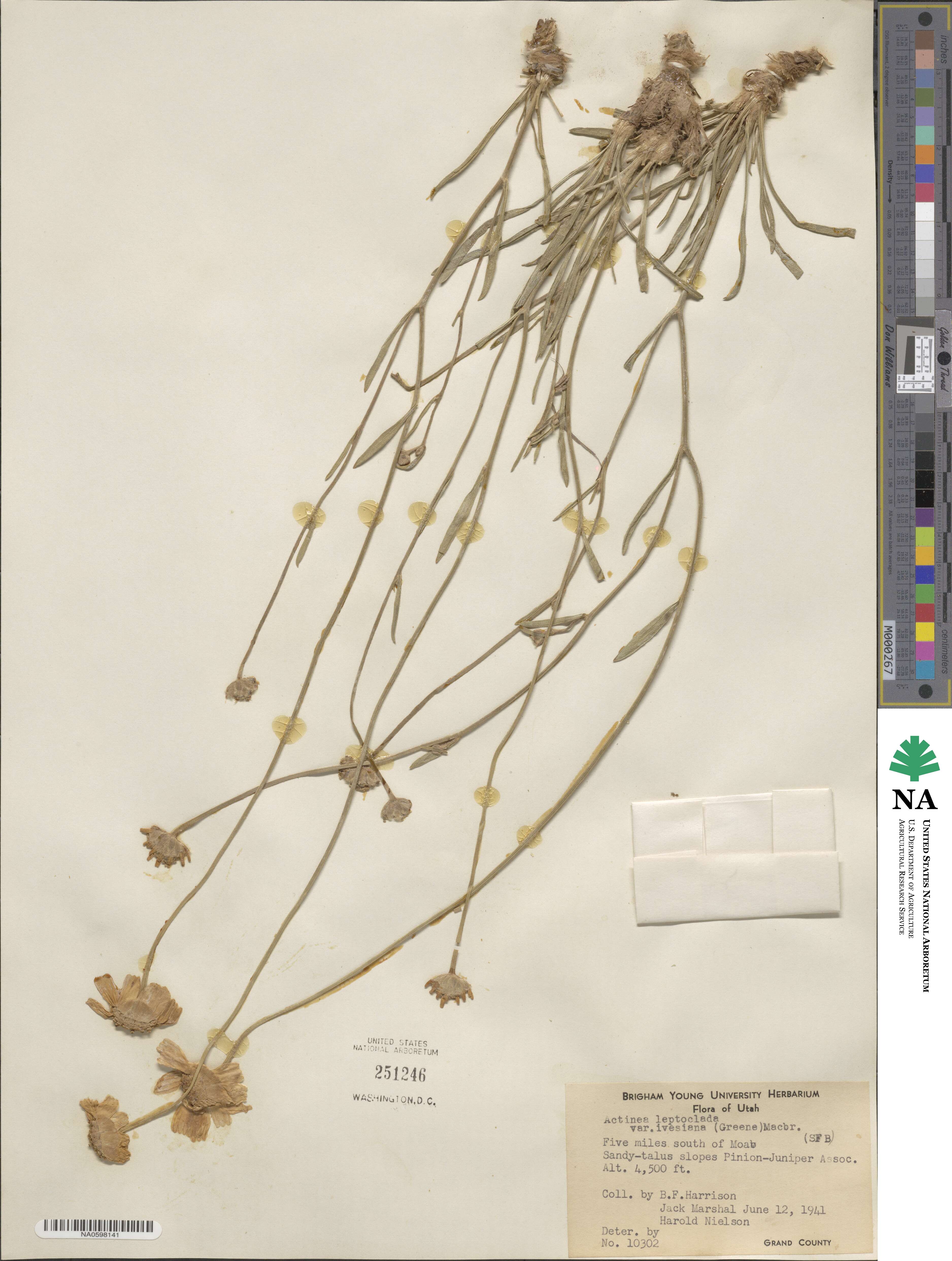 Tetraneuris ivesiana image