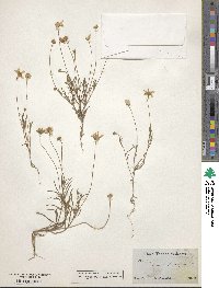 Tetraneuris linearifolia image