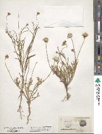 Tetraneuris linearifolia image