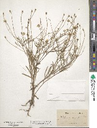 Tetraneuris linearifolia image