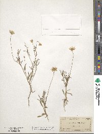 Tetraneuris linearifolia image