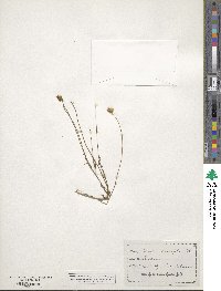 Tetraneuris linearifolia image