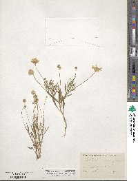 Tetraneuris linearifolia image