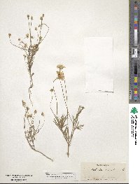 Tetraneuris linearifolia image