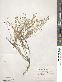 Tetraneuris linearifolia image