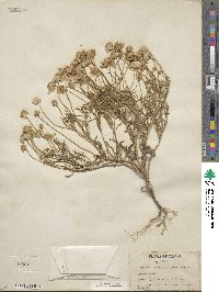 Tetraneuris linearifolia image