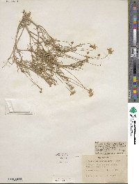 Tetraneuris linearifolia image