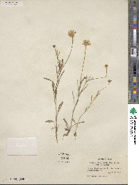 Tetraneuris linearifolia image