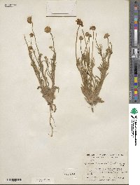 Tetraneuris linearifolia image